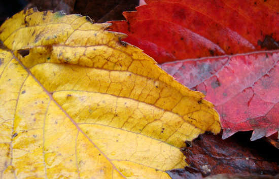 leafzz.jpg