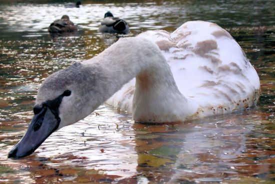 swan.jpg