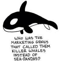 Crying Orca